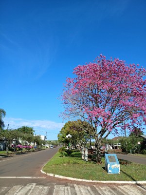 Árvore de Ipê rosa avenida Árvore de Ipê rosa avenida